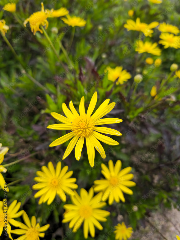 Natural Flower Photo Natural Flower Photo