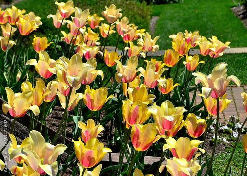 Tulips in Kingwood Center Gardens, Mansfield, Ohio, April photo