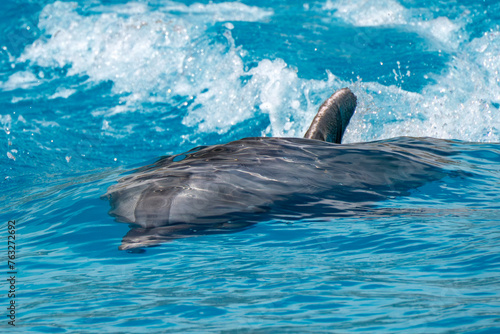 Dolphin accelerating in blue water for a next jump