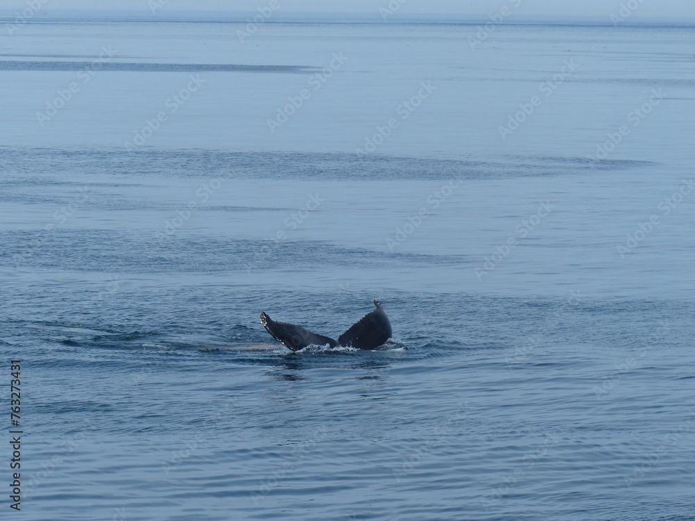 Fototapeta premium Observation de baleines en mer