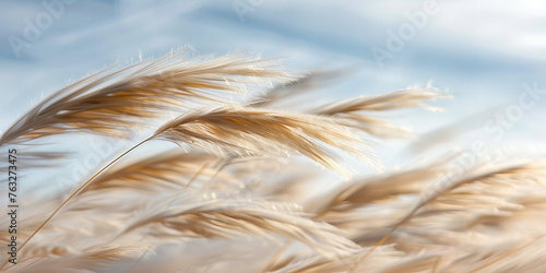 Golden Wheat Field Swaying Under Blue Sky - Rustic Nature Banner