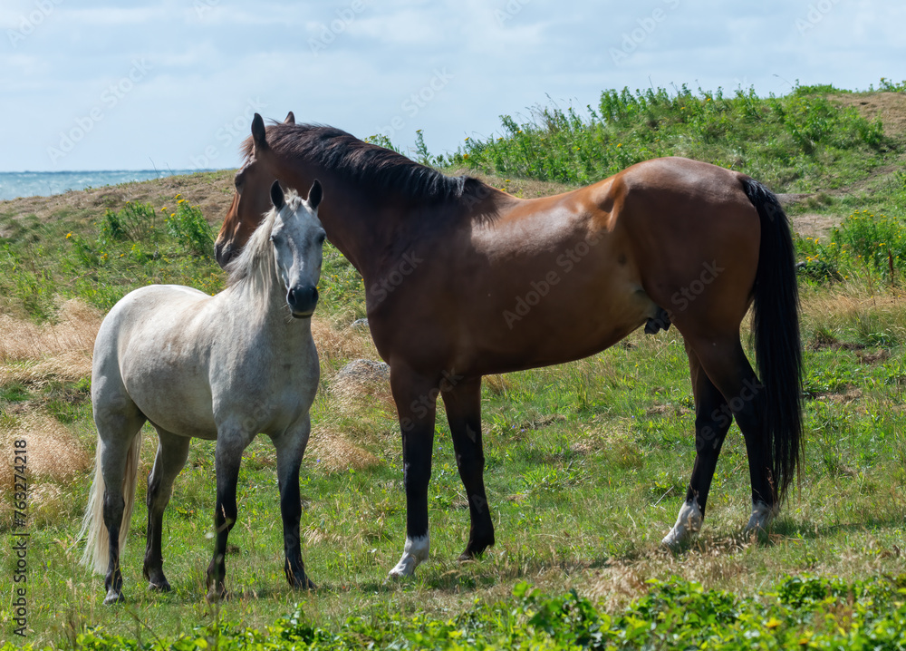 Horses on a field green grass