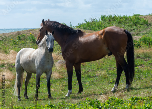 Horses on a field green grass