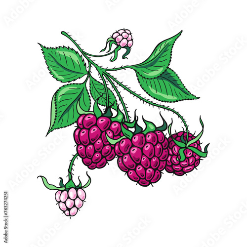 Raspberry branch. Color berries. Design of candies and sweet dessert . Vector illustration.