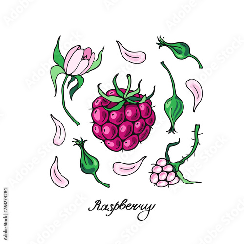 Pink Raspberriy and Flowers. Poster design . Vector illustration.