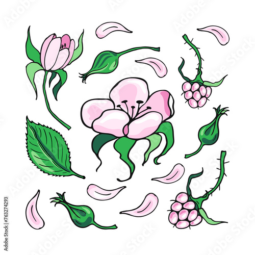 Flowers of Pink Raspberriy. Color berries. Design of candies and sweet dessert . Vector illustration.