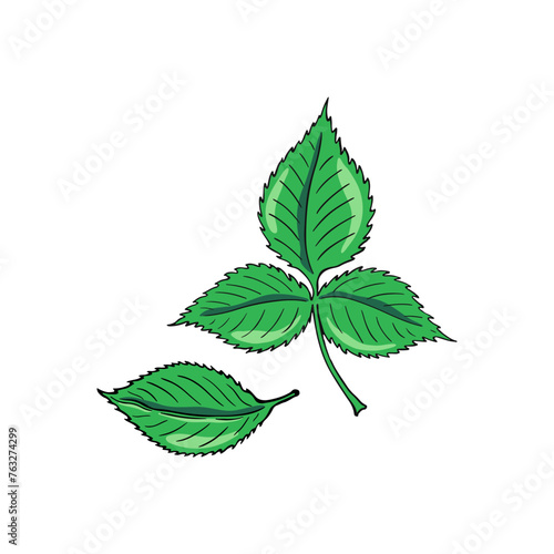 Green raspberry leaf. Floral design. Hand drawn vector illustration.