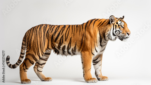 Side view of a tiger standing  isolated on white background. 