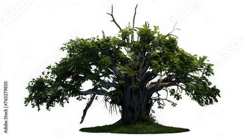 Dead tree PNG, Dead tree PNG transparent images, dead tree background, dead tree wallpaper, black dead tree png images