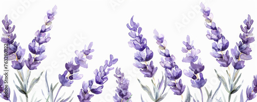 A detailed watercolor painting featuring lavender flowers on a clean white background. The delicate purple flowers are intricately depicted with soft brushstrokes. Banner. Copy space #763280822
