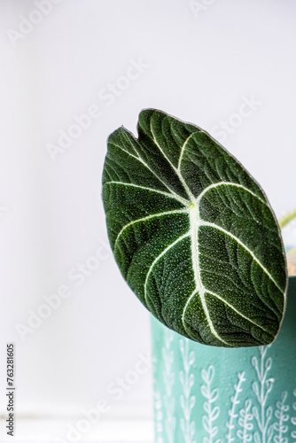 Alocasia black velvet. Leaf house plants on light background. Evergreen tropical plant. Breeding and care of house plants. Hobby.Vertical. Selective focus.