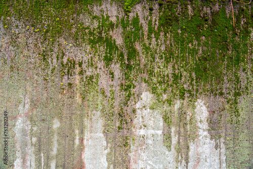 Grunge concrete wall covered with a layer of green moss
