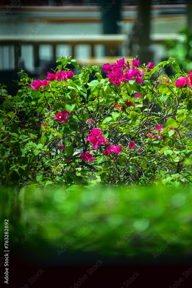 Close-up of pink Bougainvillea decorative bush in a garden near the coast. Looking from the window, pink bougainvillea flowers in garden with sunlight. Flower and plant.