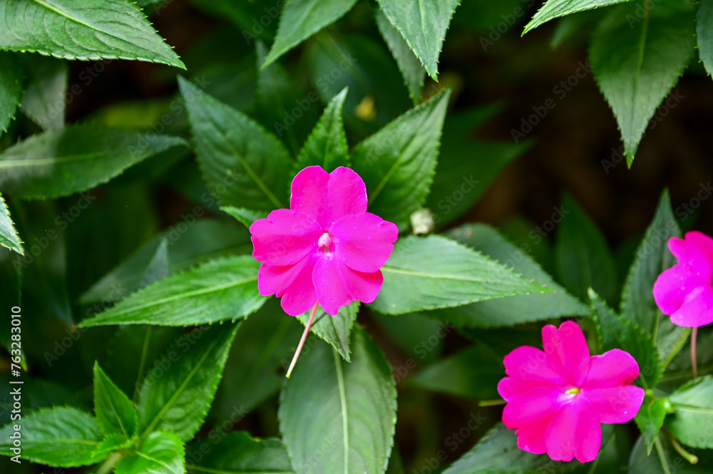 Close-up of pink Impatiens in the garden with nature light. Pink Impatiens flowers in outdoors. Flower and plant. Close-up of pink Impatiens in the garden with nature light. Pink Impatiens flowers in outdoors. Flower and plant.
