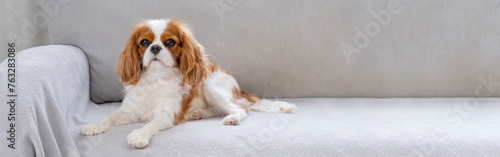 Portrait of a Cavalier cute puppy. Banner,  dog on grey background. Copy space © Irina