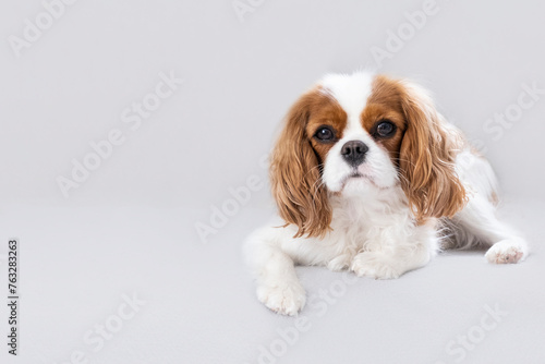 Portrait of a cute puppy. Face og the dog on grey background. Copy space © Irina
