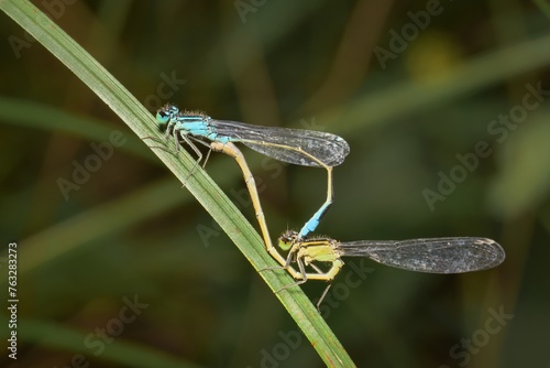 Blue-tailed Damselfly Ischnura elegans male and female