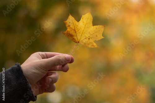 yellow clover leaf in hand
