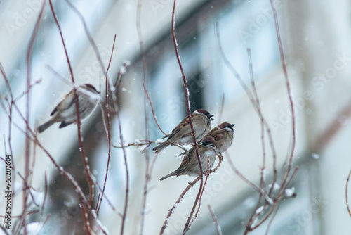 sparrows on thin tree branches