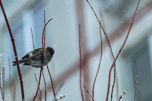 sparrows on thin tree branches