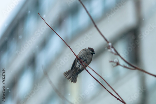 sparrows on thin tree branches