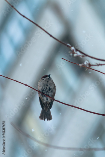 sparrows on thin tree branches