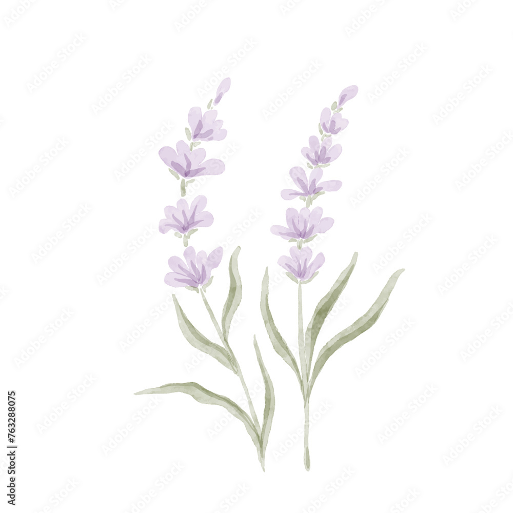 Watercolor purple flower, summer vintage botanical clip art