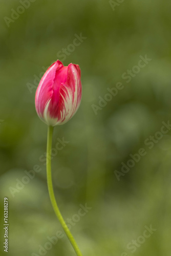 red tulip in a green garden