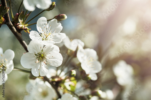 Blooming white apple or cherry blossom on background of blue sky. Happy Passover background. Spring Easter background. World environment day. Easter, Birthday, womens day holiday. Top view. Mock up.