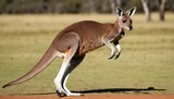A Kangaroo With Its Powerful Hind Legs Ready To Le Upscaled