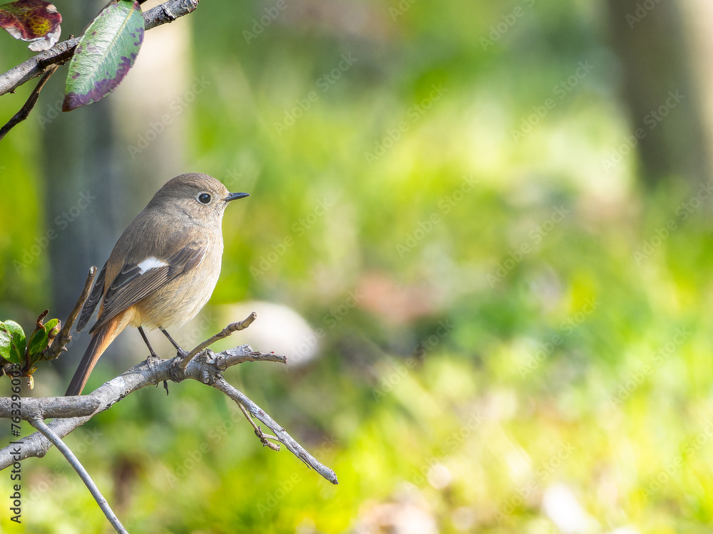 Obraz premium ジョウビタキのメス