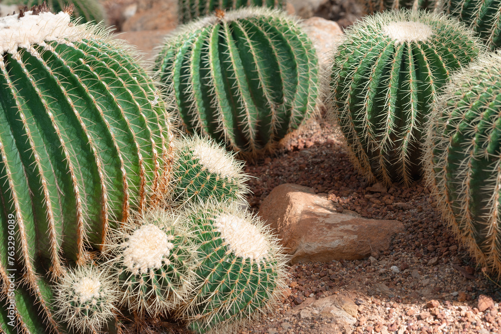 Golden barrel cactuses also knows as golden ball or mother-in-law's cushion Echinocactus grusonii anagoria in botanical garden Golden barrel cactuses also knows as golden ball or mother-in-law's cushion Echinocactus grusonii anagoria in botanical garden
