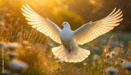 Holy Spirit: White Dove with Open Wings Illuminated by the Golden Rays of Light © Daniel