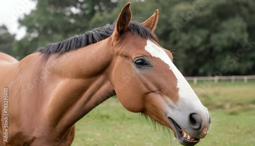 A Horse With Its Mouth Open Whinnying Upscaled 2 © Zaina