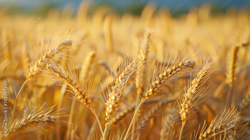 Fototapeta premium wheat harvest season