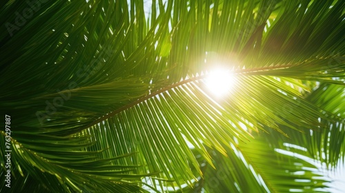 palm tree leaves © faiz