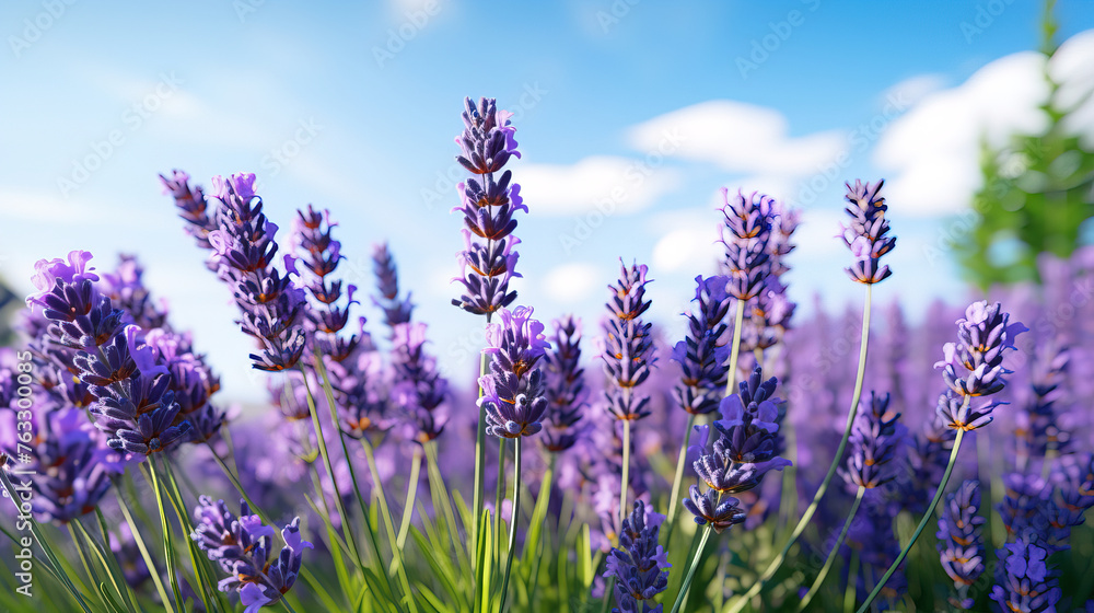 Naklejka premium lavender field in region.