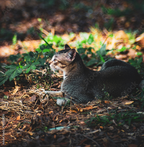 Photography cat Like some other domesticated animals (like horses), cats can still live well in the wild as feral cats