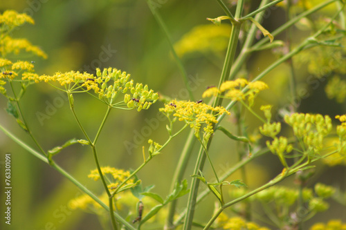 Closeup of parsnip yellow flowers with insects on it
