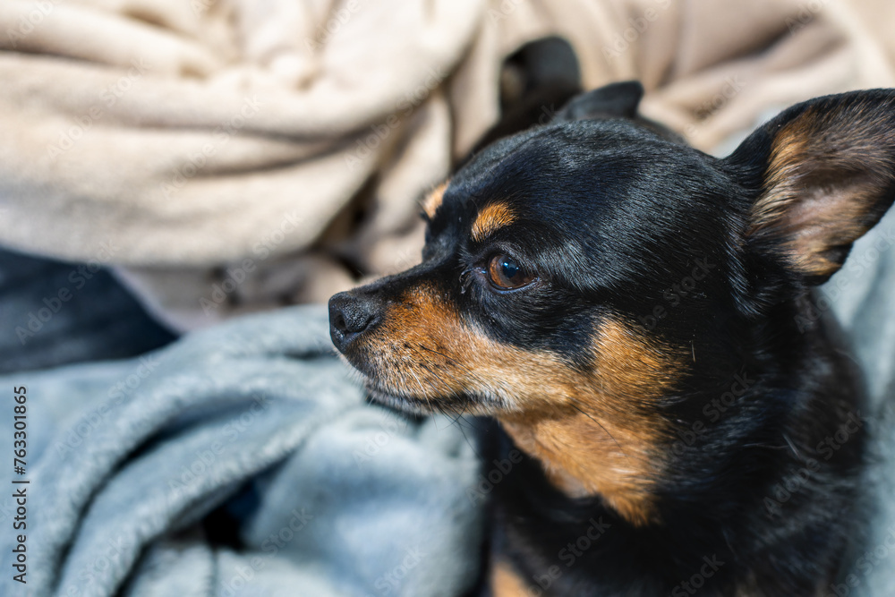 犬・チワワ・ミニピン