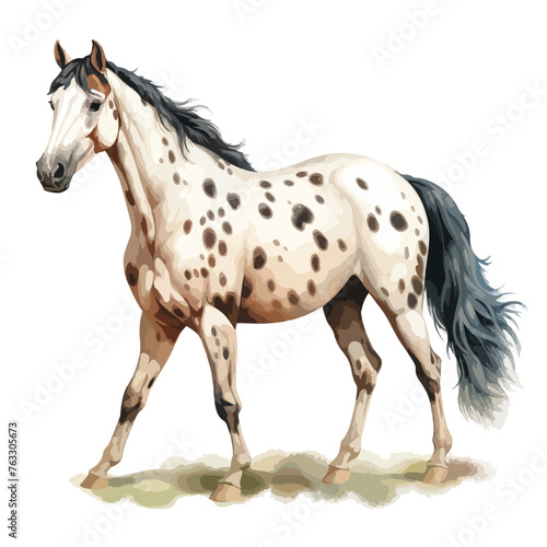 Appaloosa Horse clipart isolated on white background