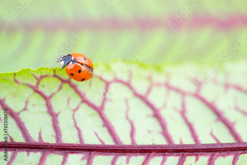 Ladybug perches on a green leaf, a terrestrial plant