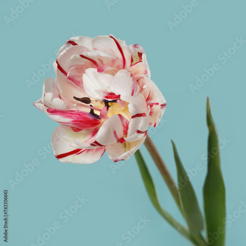 Red-white tulip flower isolated on sky blue background.
