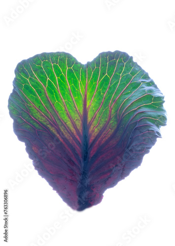 a close up of a heart shaped leaf on a white background