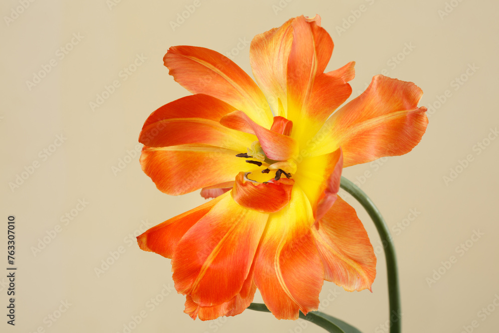 Bright yellow-orange tulip flower  isolated on beige background.