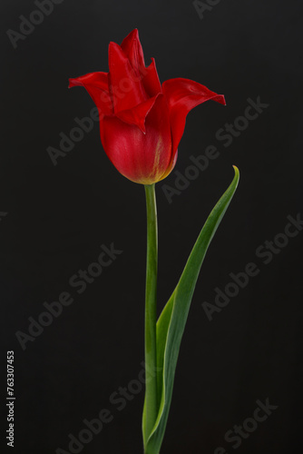 Bright red tulip flower  isolated on black background.