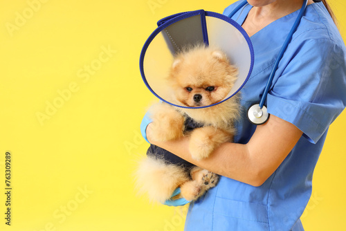 Female veterinarian with Pomeranian dog in recovery suit and cone after sterilization on yellow background, closeup photo