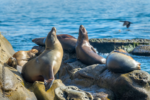 Group of sea lions in La Jolla cove, San Diego, California © Delphotostock