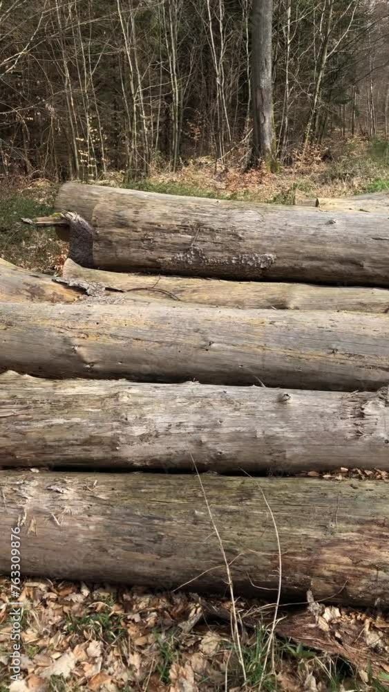 Felled trees in a forest, deforestation industry Felled trees in a forest, deforestation industry