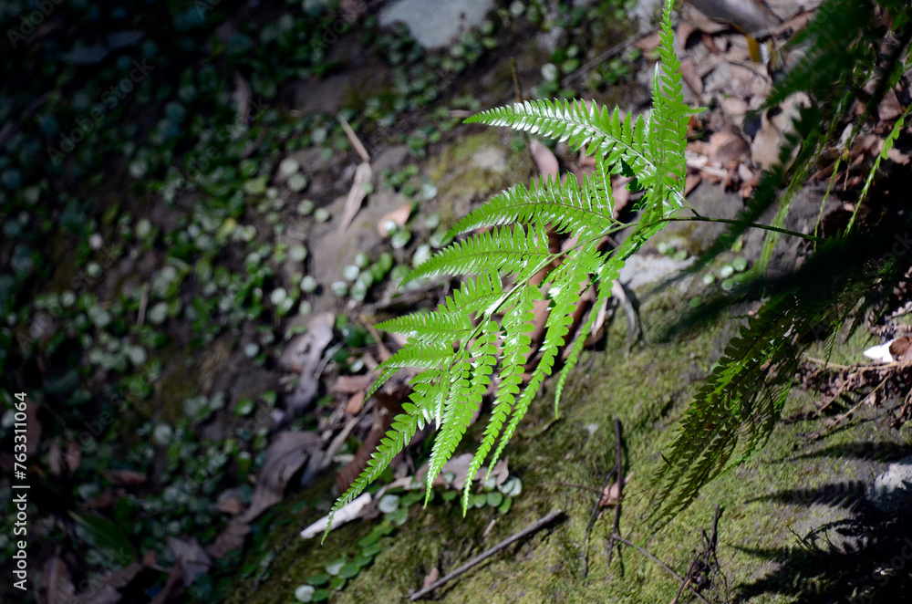 Obraz premium シダ